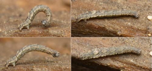 Idaea politaria