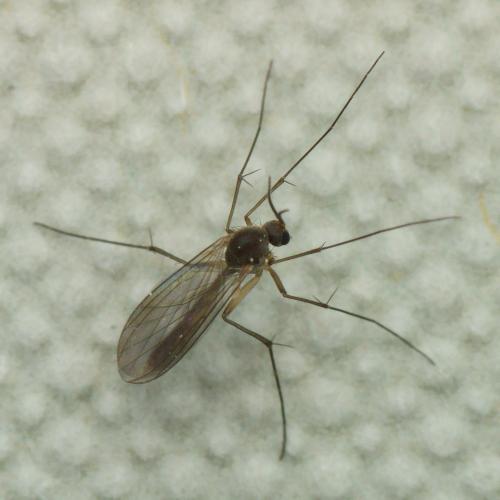 Réf. 135 629 : Phronia sp.