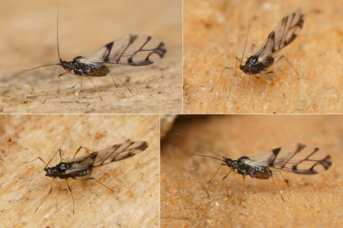 Réf. 135 792 : Neotoxoptera formosana