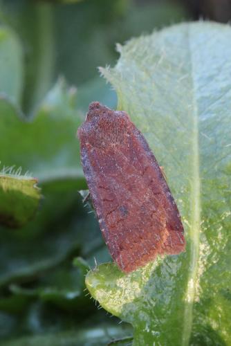 Conistra sp.