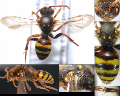Nomada lathburiana
