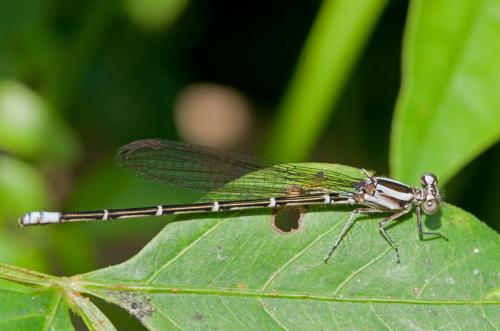 Réf. 135 074 : Argia sp.