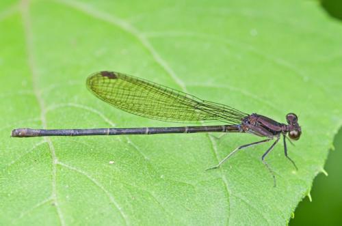 Réf. 135 245 : Argia sp.