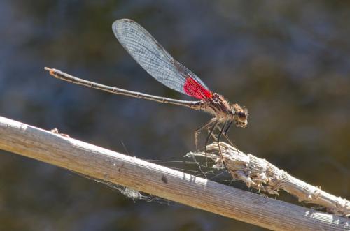 Hetaerina americana