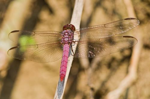 Orthemis sp.