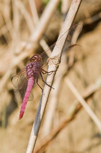 Réf. 135 871 : Orthemis sp.