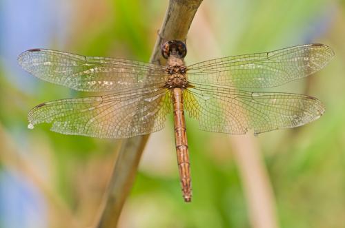 Réf. 135 754 : Macrothemis inacuta