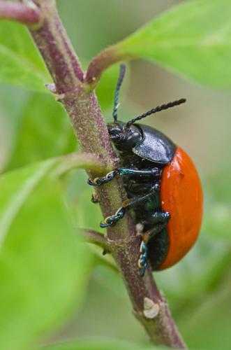 Labidomera saturella