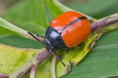 Labidomera saturella