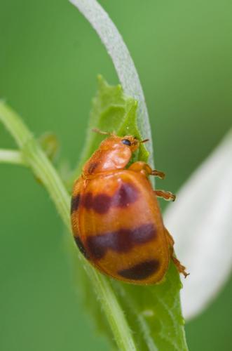 Epilachna discincta