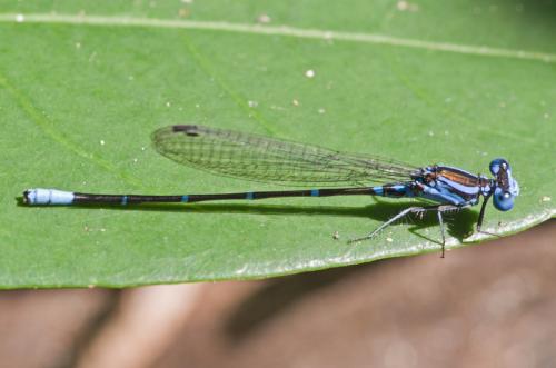 Réf. 135 699 : Argia gaumeri