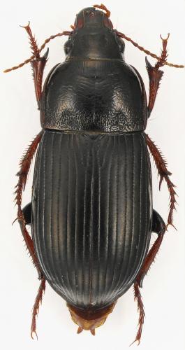 Zabrus tenebrioides
