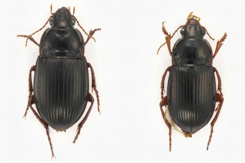 Réf. 135 079 : Amara equestris