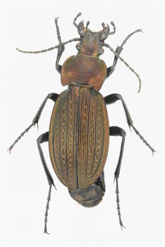 Carabus monilis