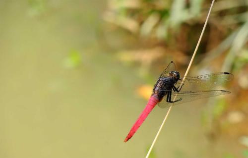 Orthetrum pruinosum