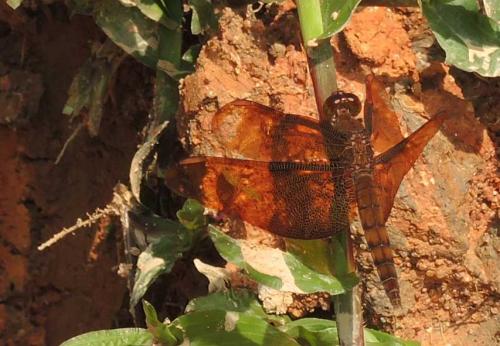 Neurothemis fulvia