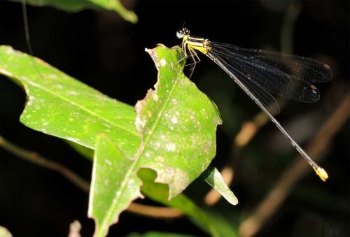 Coeliccia poungyi