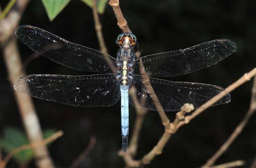 Orthetrum glaucum