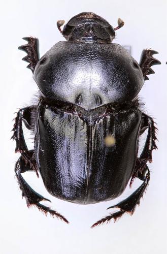 Onitis belial