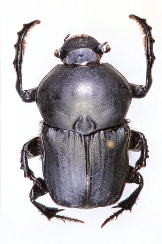 Onitis belial