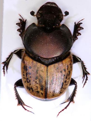 Réf. 135 346 : Onthophagus medius