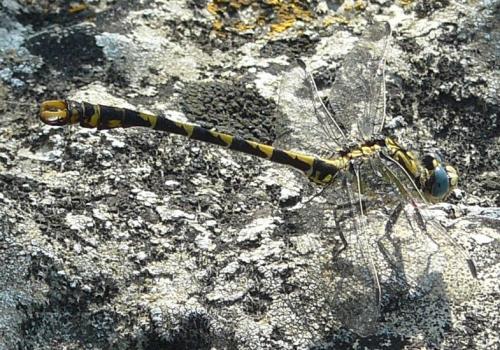 Onychogomphus uncatus