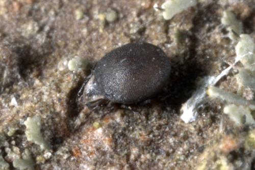 Réf. 135 900 : Xenillus clypeator