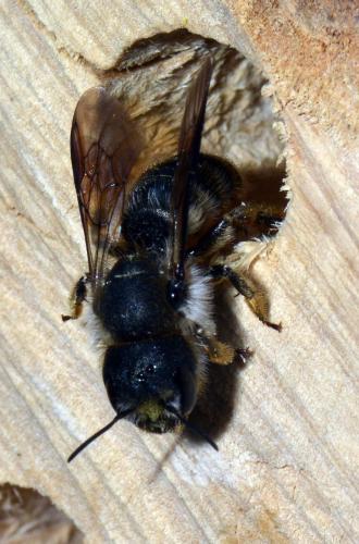 Osmia sp.