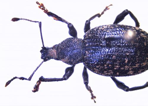 Réf. 135 234 : Otiorhynchus aurifer