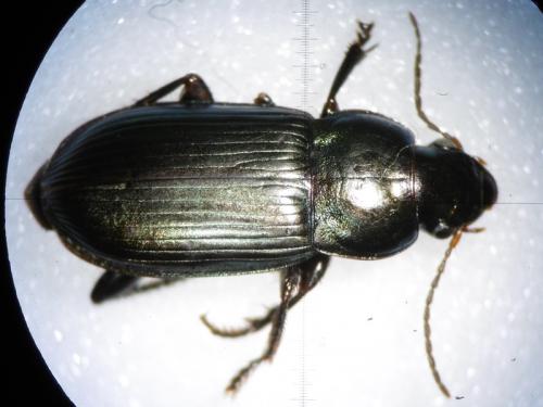 Harpalus cupreus