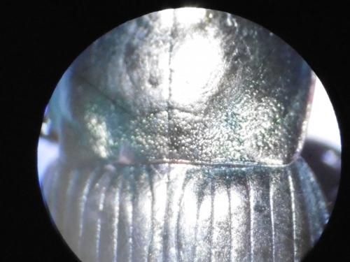 Réf. 135 180 : Harpalus cupreus