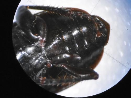 Harpalus cupreus