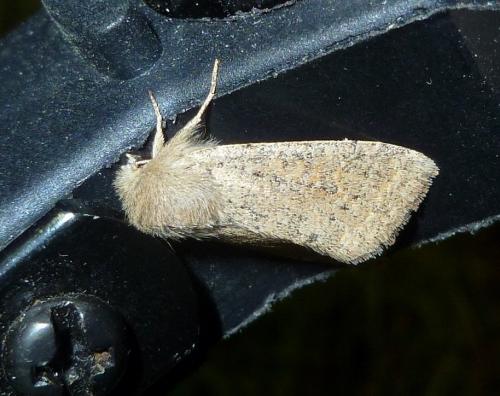 Réf. 135 998 : Orthosia cruda