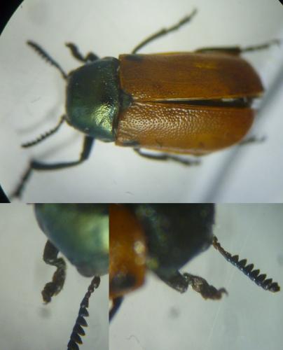Réf. 135 520 : Labidostomis lusitanica