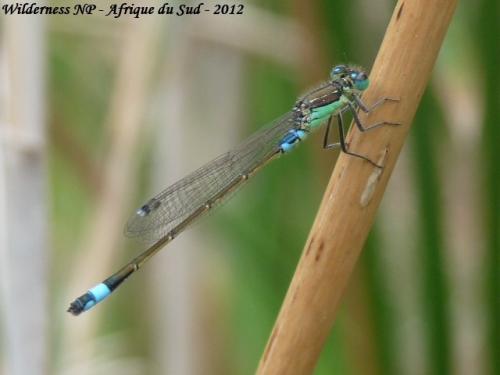 Ischnura senegalensis