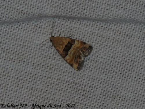 Réf. 135 765 : Pseudozarba opella