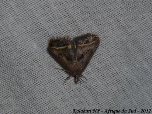 Acantholipes sp.