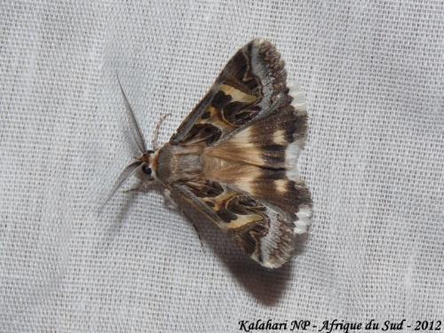 Réf. 135 664 : Cerocala vermiculosa
