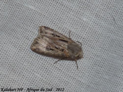 Réf. 135 665 : Agrotis spinifera