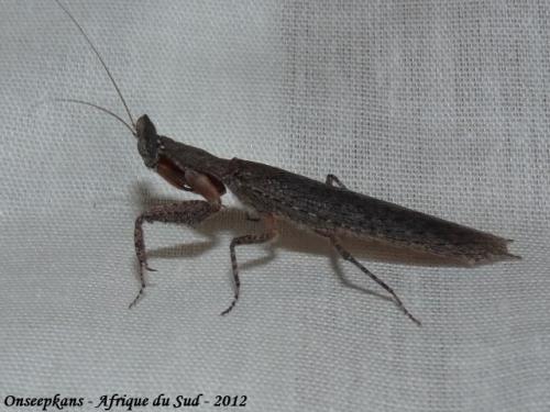 Tarachodes sp.