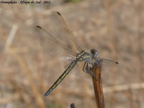 Réf. 135 142 : Trithemis sp.