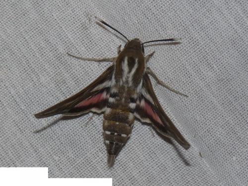 Hyles livornica
