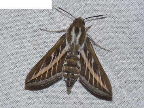 Hyles livornica