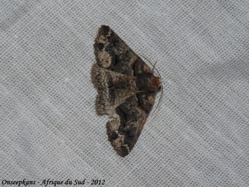 Pericyma atrifusa