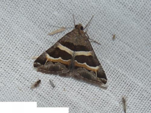 Réf. 135 317 : Grammodes stolida