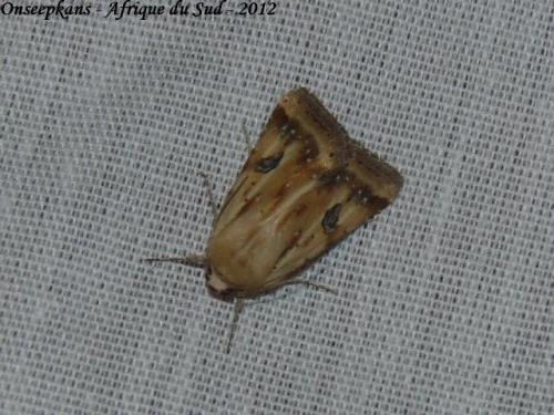Réf. 135 365 : Heliothis scutuligera
