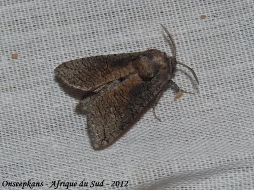 Coryphodema tristis