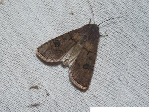 Noctuinae