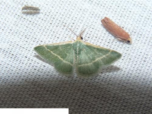 Geometrinae