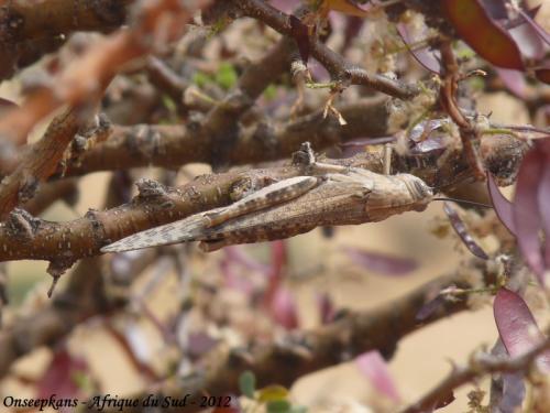 Anacridium sp.